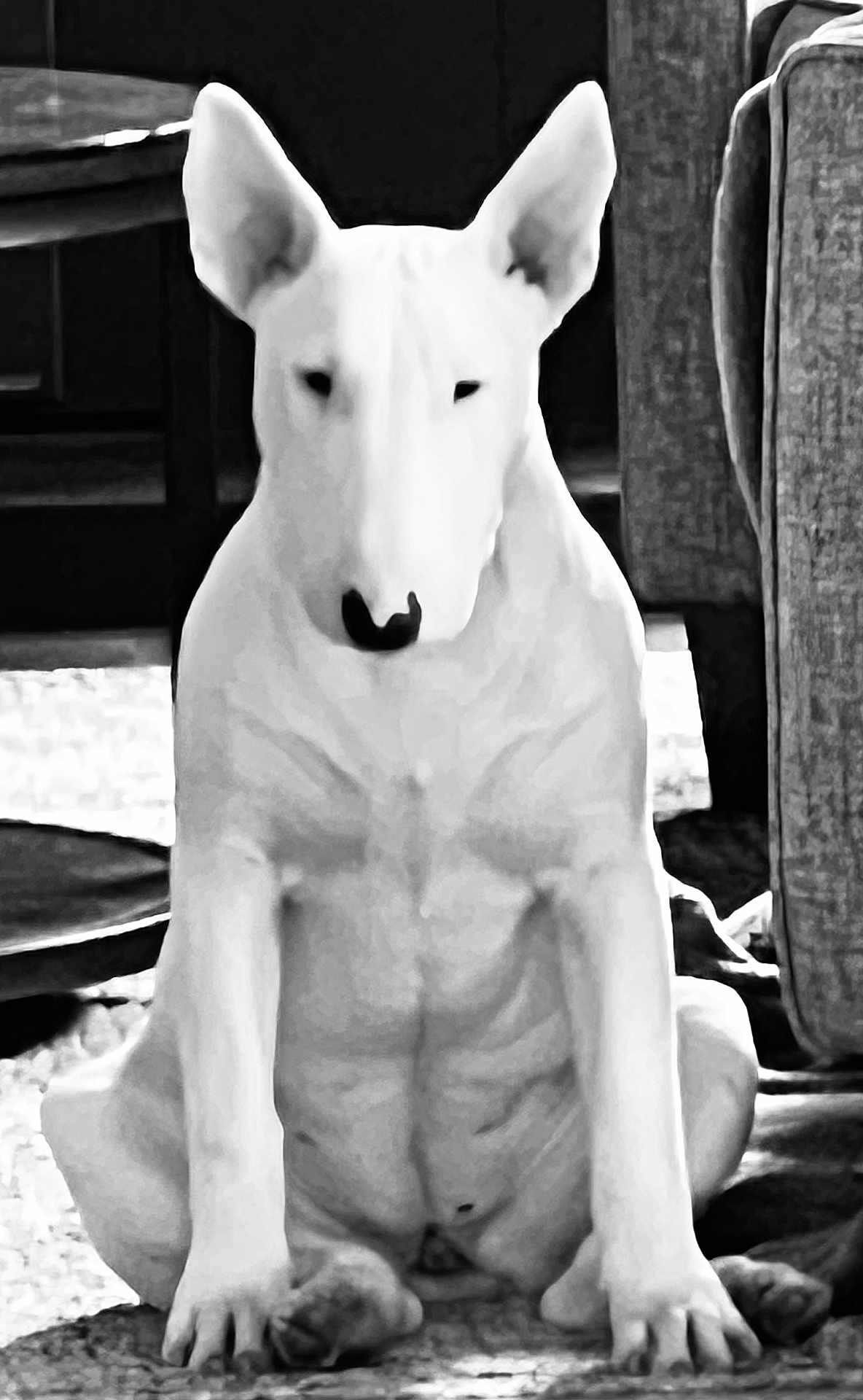 Nanuq is registered to the contest to win money with this photo: dog, bull_terrier, white_dog, sitting, indoor, furniture, carpet, calm, pet, animal, portrait, ears, muscular, black_and_white, canine, paw, nose, head, quiet, domestic