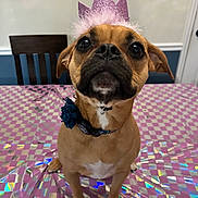 Gerti joined the competition — help win amazing prizes! animal, brown_dog, chair, checkered, closeup, collar, crown, cute, decorative, dog, domestic_animal, face, indoor, looking_up, pet, pink, portrait, shiny, sitting, table