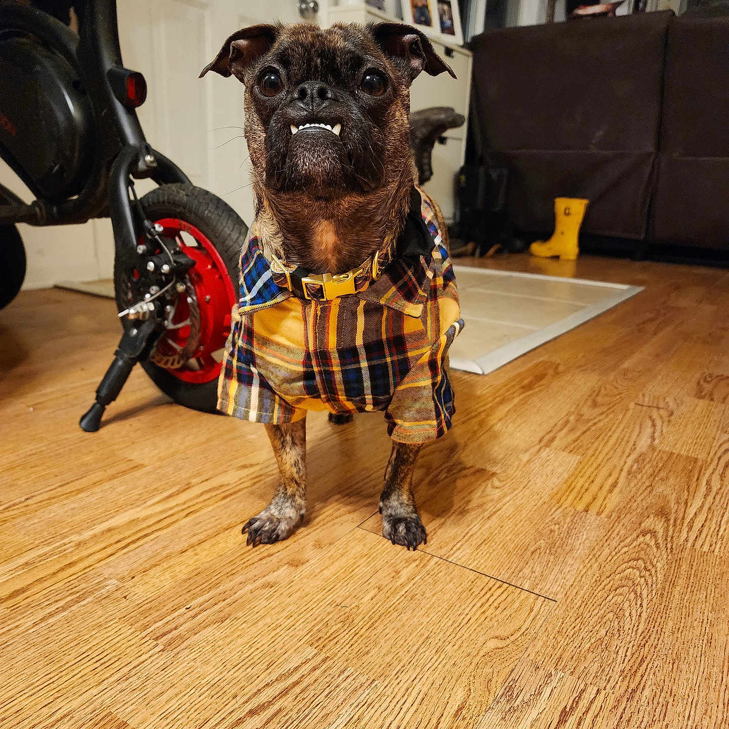 Tucker is registered to the contest to win money with this photo: black, brown, collar, dog, door, ears, expression, flooring, furniture, home, indoor, legs, pet, plaid_shirt, scooter, small_dog, standing, teeth, wooden_floor, yellow_boots