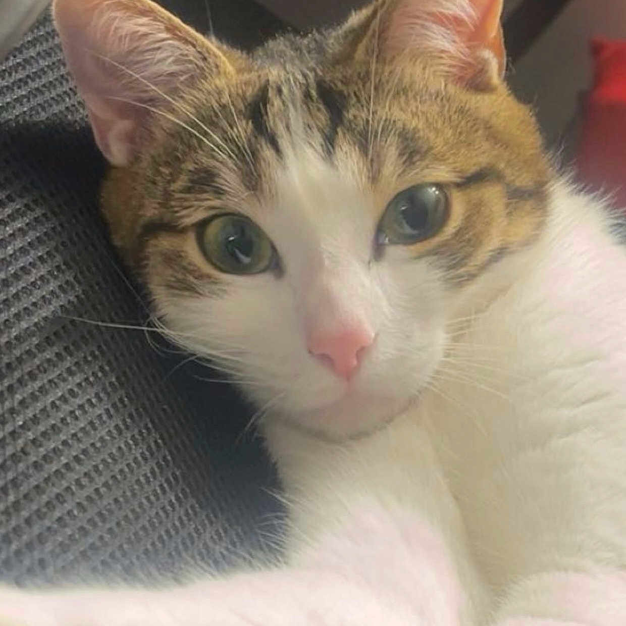 Lili a rejoint le concours — aidez-le/la à gagner de superbes lots ! animal, cat, close_up, curious, cute, domestic_animal, ears, face, feline, indoor, looking_at_camera, paw, pet, pink_nose, relaxed, soft_fur, tabby, texture, whiskers, white_fur