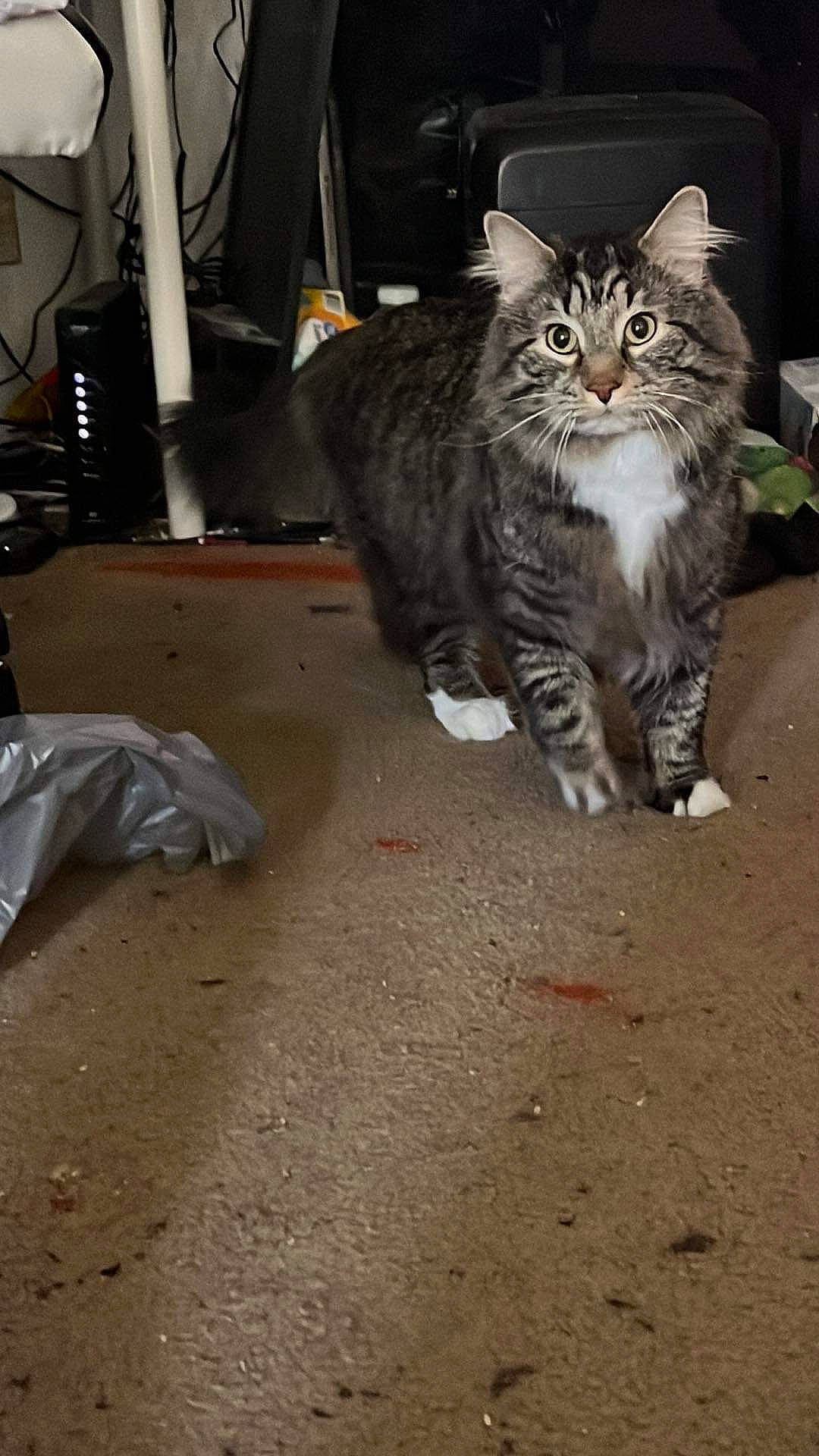 Deja joined the competition — help win amazing prizes! asphalt, automotive_tire, carnivore, cat, domestic_short_haired_cat, felidae, flooring, fur, human_leg, parking, paw, road_surface, sitting, small_to_medium_sized_cats, snout, soil, tail, terrestrial_animal, whiskers, wood