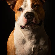 Monty a rejoint le concours — aidez-le/la à gagner de superbes lots ! dog, portrait, studio_lighting, brown_fur, white_fur, pet, animal, close_up, canine, expression, ears, snout, fur_texture, background_dark, looking_at_camera, mammal, companion_animal, alert, indoor, photography