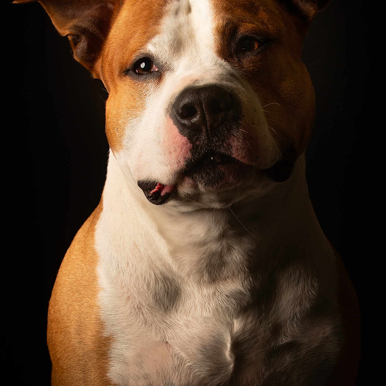 Monty a rejoint le concours — aidez-le/la à gagner de superbes lots ! alert, animal, background_dark, brown_fur, canine, close_up, companion_animal, dog, ears, expression, fur_texture, indoor, looking_at_camera, mammal, pet, photography, portrait, snout, studio_lighting, white_fur