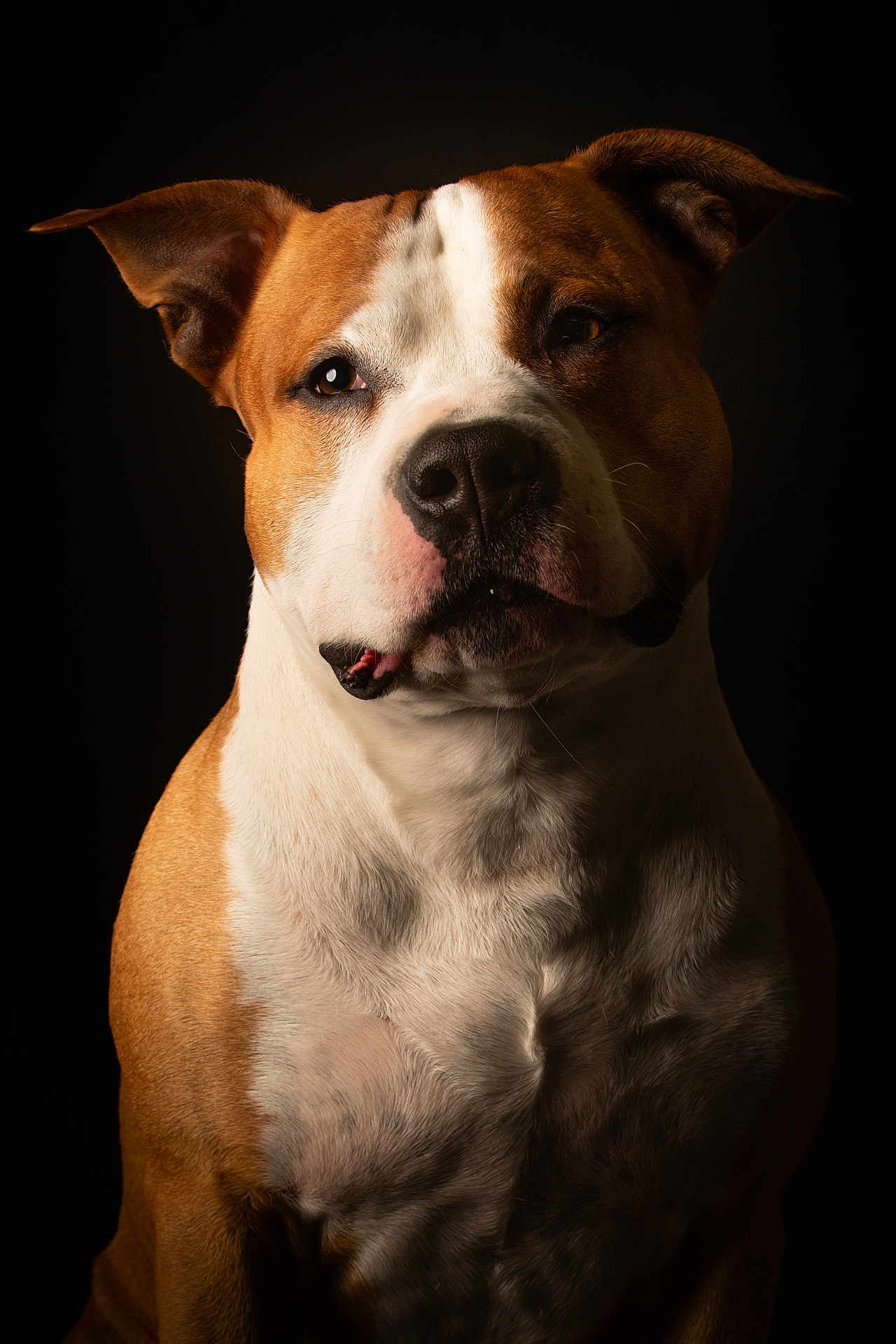 Monty a rejoint le concours — aidez-le/la à gagner de superbes lots ! dog, portrait, studio_lighting, brown_fur, white_fur, pet, animal, close_up, canine, expression, ears, snout, fur_texture, background_dark, looking_at_camera, mammal, companion_animal, alert, indoor, photography