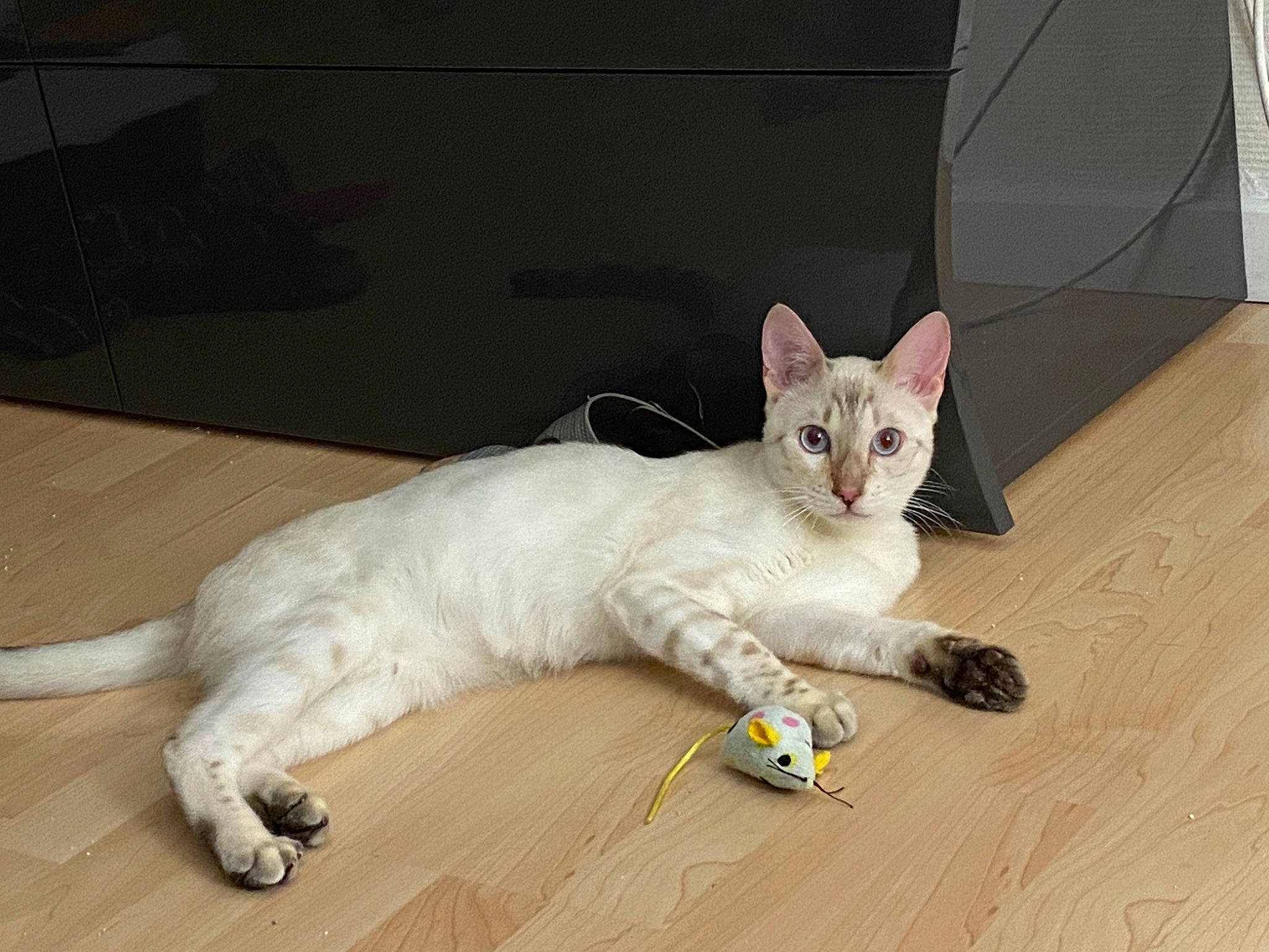 Ragnar a rejoint le concours — aidez-le/la à gagner de superbes lots ! carnivore, cat, claw, comfort, domestic_short_haired_cat, fawn, felidae, flooring, foot, fur, hardwood, laminate_flooring, paw, small_to_medium_sized_cats, snout, tail, varnish, whiskers, wood, wood_flooring