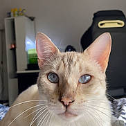 Ragnar a rejoint le concours — aidez-le/la à gagner de superbes lots ! animal, bedroom, blanket, blue_eyes, cat, close_up, comfort, cute, domestic_animal, ears, face, feline, fur, home, indoor, pet, relaxed, resting, soft, whiskers