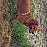 Charly a rejoint le concours — aidez-le/la à gagner de superbes lots ! dog, brown_dog, pet, animal, grass, outdoor, lying_down, sideways, collar, harness, playful, funny, park, lawn, portrait, smartphone_screenshot, social_media, text_overlay, daylight, body_profile