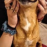 dog, pet, animal, portrait, sitting, indoors, brown_fur, white_chest, floppy_ears, funny_expression, squished_face, hands, human, blanket, red_blanket, couch, close_up, vertical_photo, home, playful