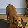 Charly participe au concours pour gagner de l'argent avec cette photo : dog, brown_dog, pet, animal, play_bow, standing, indoor, home, wooden_floor, mat, doorway, wall, portrait, looking_at_camera, floppy_ears, short_fur, tan_coat, cute, playful, phone_screenshot