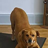Charly participe au concours pour gagner de l'argent avec cette photo : dog, pet, animal, brown_dog, play_bow, standing, lying_down, floppy_ears, indoors, home, wooden_floor, doorway, floor_mat, portrait, smartphone_screenshot, social_media, story_interface, photography, cute, alert