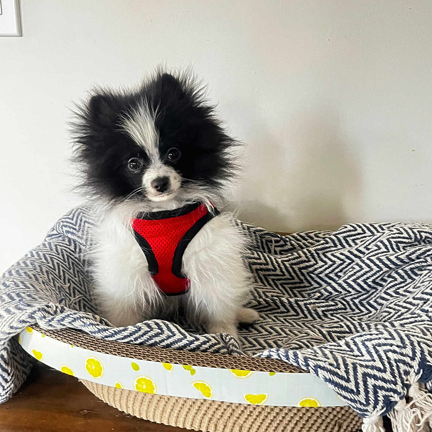 Theodore joined the competition — help win amazing prizes! animal, canine, cockerspaniel, dog, dogbed, papillon, pet, puppy