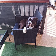 Scooby a rejoint le concours — aidez-le/la à gagner de superbes lots ! artificial_grass, balcony, black_and_white_dog, canine, casual, daylight, dog, domestic_animal, furniture, home, leisure, outdoor, paw, pet, relaxed, resting, shade, sunlight, tile_floor, wicker_chair