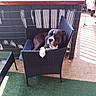 artificial_grass, balcony, black_and_white_dog, canine, casual, daylight, dog, domestic_animal, furniture, home, leisure, outdoor, paw, pet, relaxed, resting, shade, sunlight, tile_floor, wicker_chair