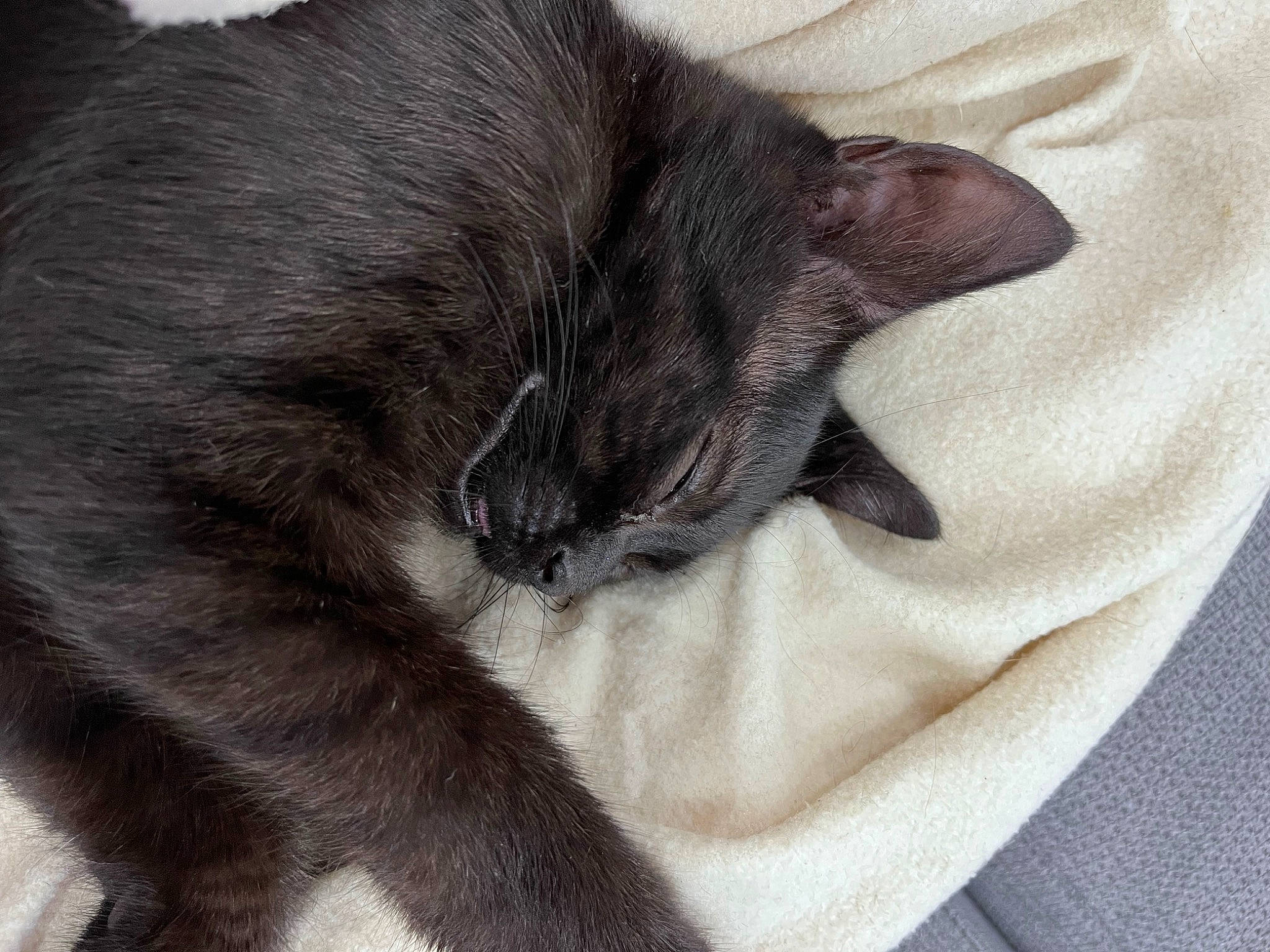 Arès participe au concours pour gagner de l'argent avec cette photo : black_cat, bombay, carnivore, cat, claw, comfort, domestic_short_haired_cat, ear, felidae, fur, grey, linens, nap, paw, sleep, small_to_medium_sized_cats, snout, tail, whiskers