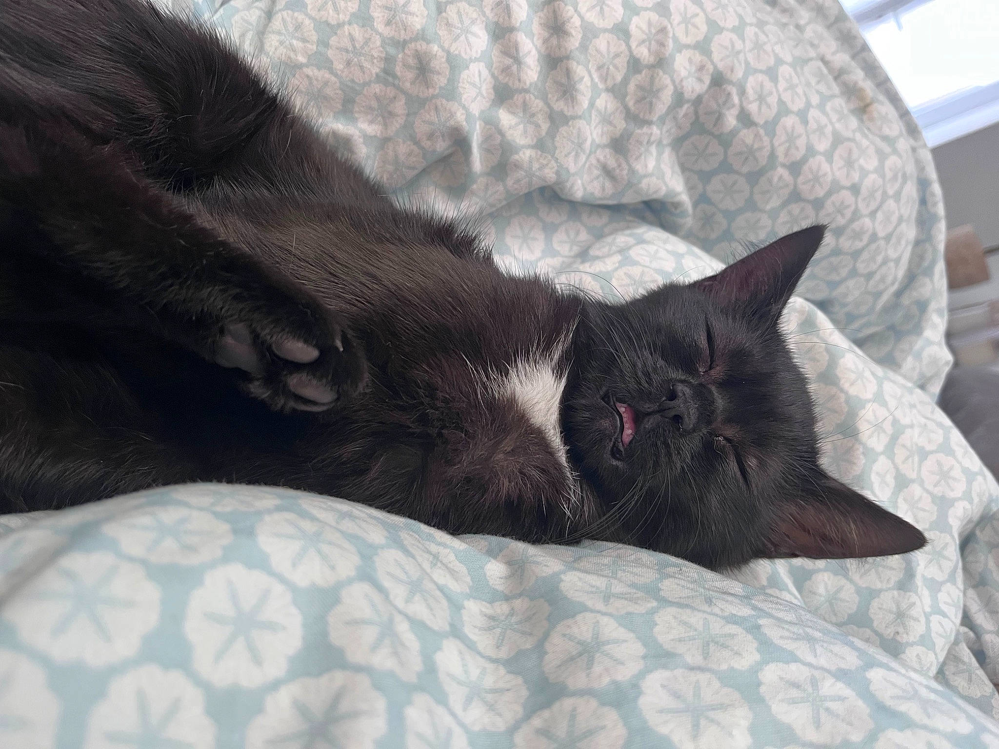 Arès a rejoint le concours — aidez-le/la à gagner de superbes lots ! bed, black_cat, bombay, carnivore, cat, cat_supply, claw, comfort, domestic_short_haired_cat, felidae, fur, grey, linens, nap, paw, small_to_medium_sized_cats, snout, terrestrial_animal, textile, whiskers