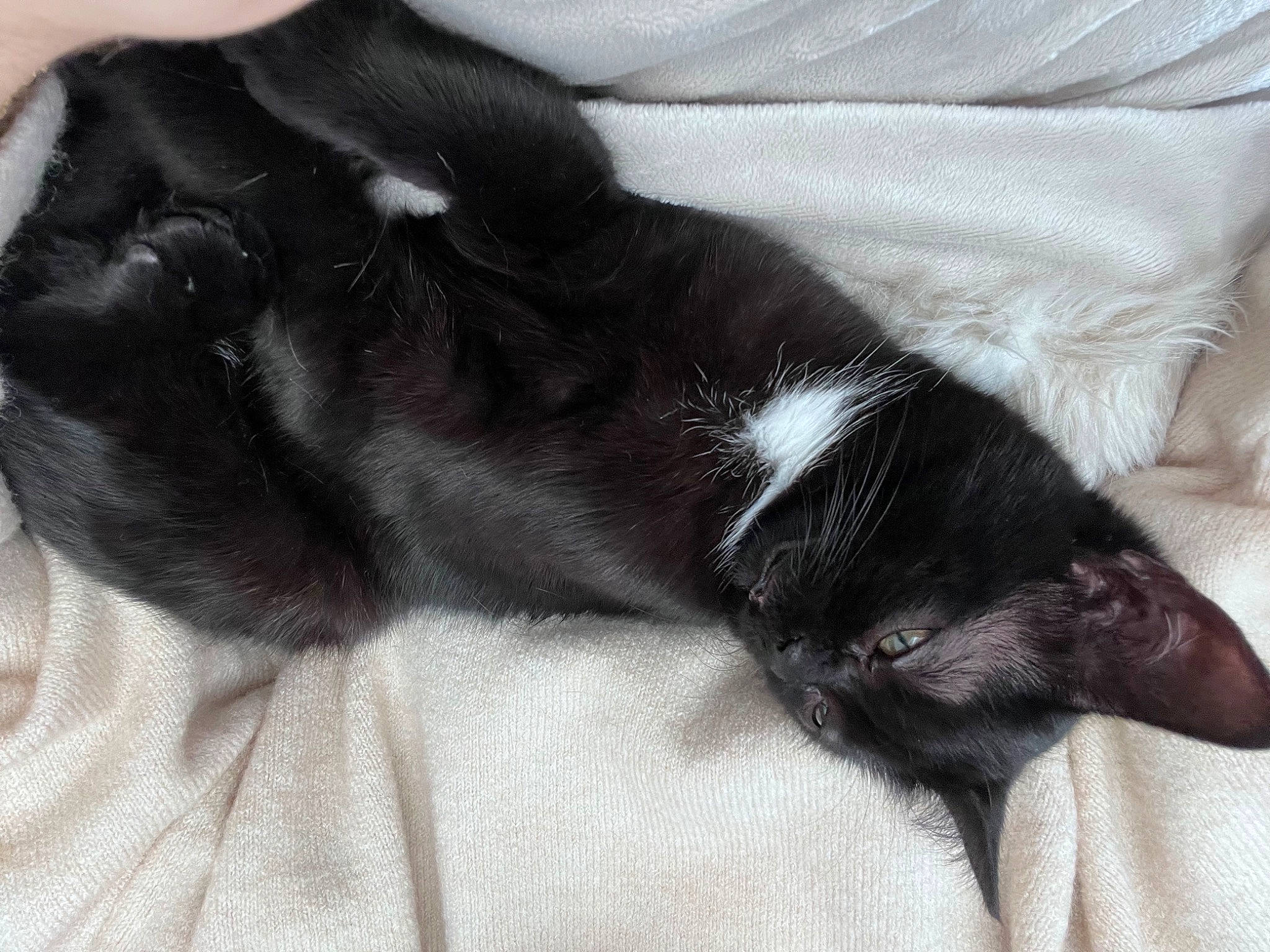 Arès a rejoint le concours — aidez-le/la à gagner de superbes lots ! black_cat, canidae, carnivore, claw, comfort, companion_dog, dog, dog_breed, felidae, foot, fur, human_leg, nap, paw, small_to_medium_sized_cats, snout, sporting_group, tail, whiskers, working_animal