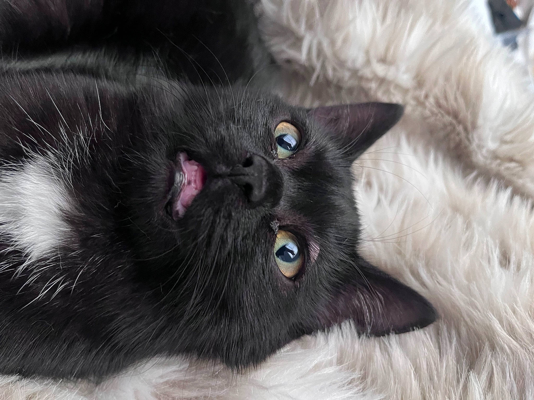 Arès a rejoint le concours — aidez-le/la à gagner de superbes lots ! carnivore, cat, close_up, dog_breed, felidae, fur, small_to_medium_sized_cats, snout, terrestrial_animal, whiskers, working_animal