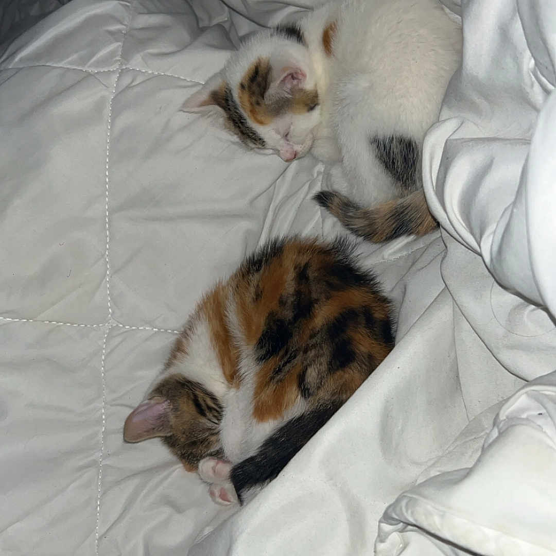 Athena Et Artemis a rejoint le concours — aidez-le/la à gagner de superbes lots ! animal, calico, cat, cozy, curled_up, cute, domestic_cat, fur, indoor, kitten, nap, peaceful, pet, quiet, resting, sleeping, soft, tabby, two_kittens, white_blanket