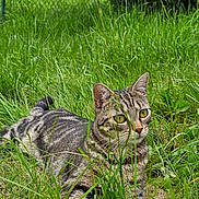 Lola a rejoint le concours — aidez-le/la à gagner de superbes lots ! cat, tabby_cat, grass, outdoor, animal, pet, greenery, nature, fence, leaf, fur, whiskers, alert, lying_down, mammal, domestic_animal, closeup, daylight, wildlife, eyes