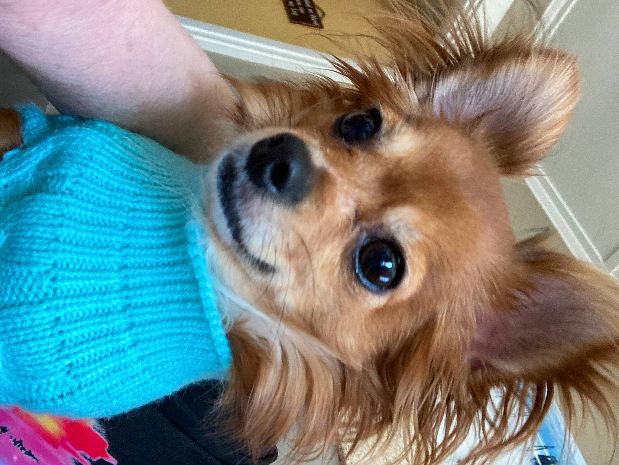 Jazzy is registered to the contest to win money with this photo: canidae, carnivore, companion_dog, dog, dog_breed, dog_supply, ear, eyewear, fawn, fur, liver, pomeranian, smile, snout, spitz, sporting_group, sunglasses, toy_dog, whiskers, working_animal