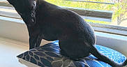 Olive is registered to the contest to win money with this photo: animal, black_cat, cat, cushion, daylight, furniture, home, indoors, long_tail, patterned_fabric, pet, pillow, pointed_ears, portrait, relaxed, short_hair, silhouette, sitting, sunlight, window