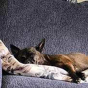 Olive joined the competition — help win amazing prizes! black, blanket, brown, couch, cozy, cushion, dog, furniture, home, indoors, lying_down, paws, pet, pointed_ears, portrait, relaxed, resting, short_hair, sleeping, sofa