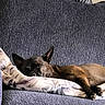 black, blanket, brown, couch, cozy, cushion, dog, furniture, home, indoors, lying_down, paws, pet, pointed_ears, portrait, relaxed, resting, short_hair, sleeping, sofa