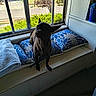 animal, black_dog, blanket, blue_fabric, cozy, dog, ears, home, indoors, looking_at_camera, neighborhood, outdoor_view, pet, pillow, portrait, short_hair, sitting, sunlight, window, window_seat