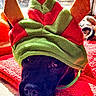 animal, black_dog, christmas, close_up, costume, cute, dog, dragon_hat, festive, green, hat, holiday, home, indoor, lying_down, pet, portrait, red, rug, sleepy