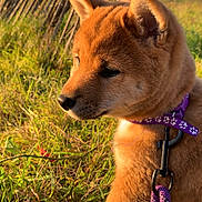 Sky participe au concours pour gagner de l'argent avec cette photo : puppy, dog, grass, outdoor, collar, leash, sunlight, fence, brown_fur, pet, young_dog, nature, closeup, animal, cute, fluffy, side_view, summer, canine, leash_clip