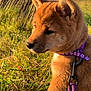 puppy, dog, grass, outdoor, collar, leash, sunlight, fence, brown_fur, pet, young_dog, nature, closeup, animal, cute, fluffy, side_view, summer, canine, leash_clip
