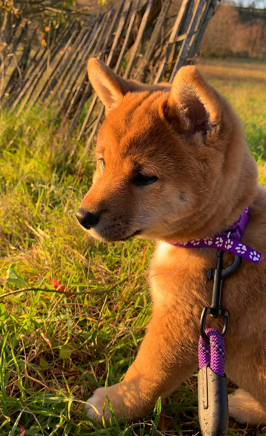 Sky participe au concours pour gagner de l'argent avec cette photo : puppy, dog, grass, outdoor, collar, leash, sunlight, fence, brown_fur, pet, young_dog, nature, closeup, animal, cute, fluffy, side_view, summer, canine, leash_clip