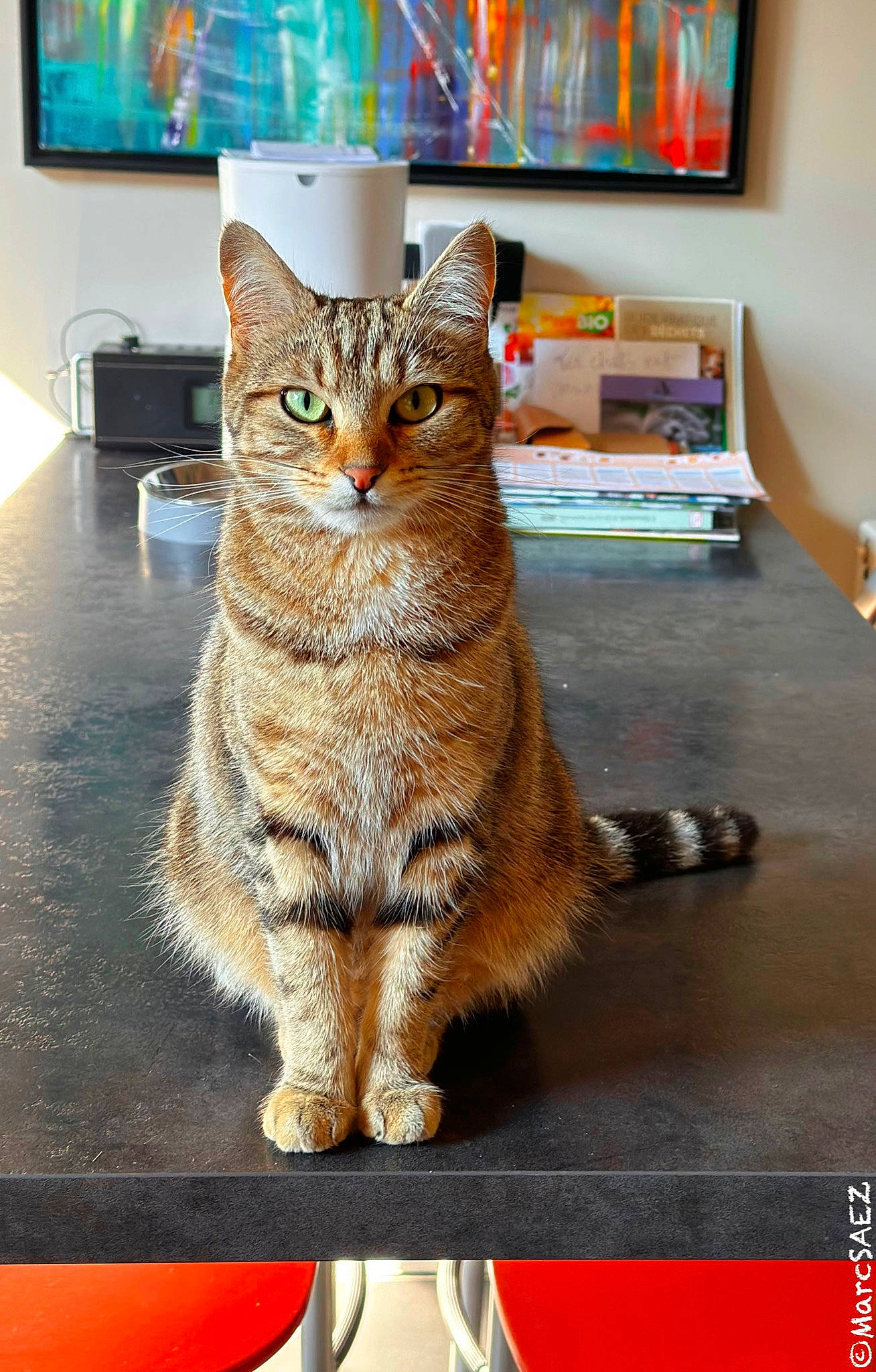 Misty a rejoint le concours — aidez-le/la à gagner de superbes lots ! art, bookcase, box, carnivore, cat, domestic_short_haired_cat, fawn, felidae, flooring, fur, paw, picture_frame, rectangle, sitting, small_to_medium_sized_cats, snout, tail, tree, whiskers, wood