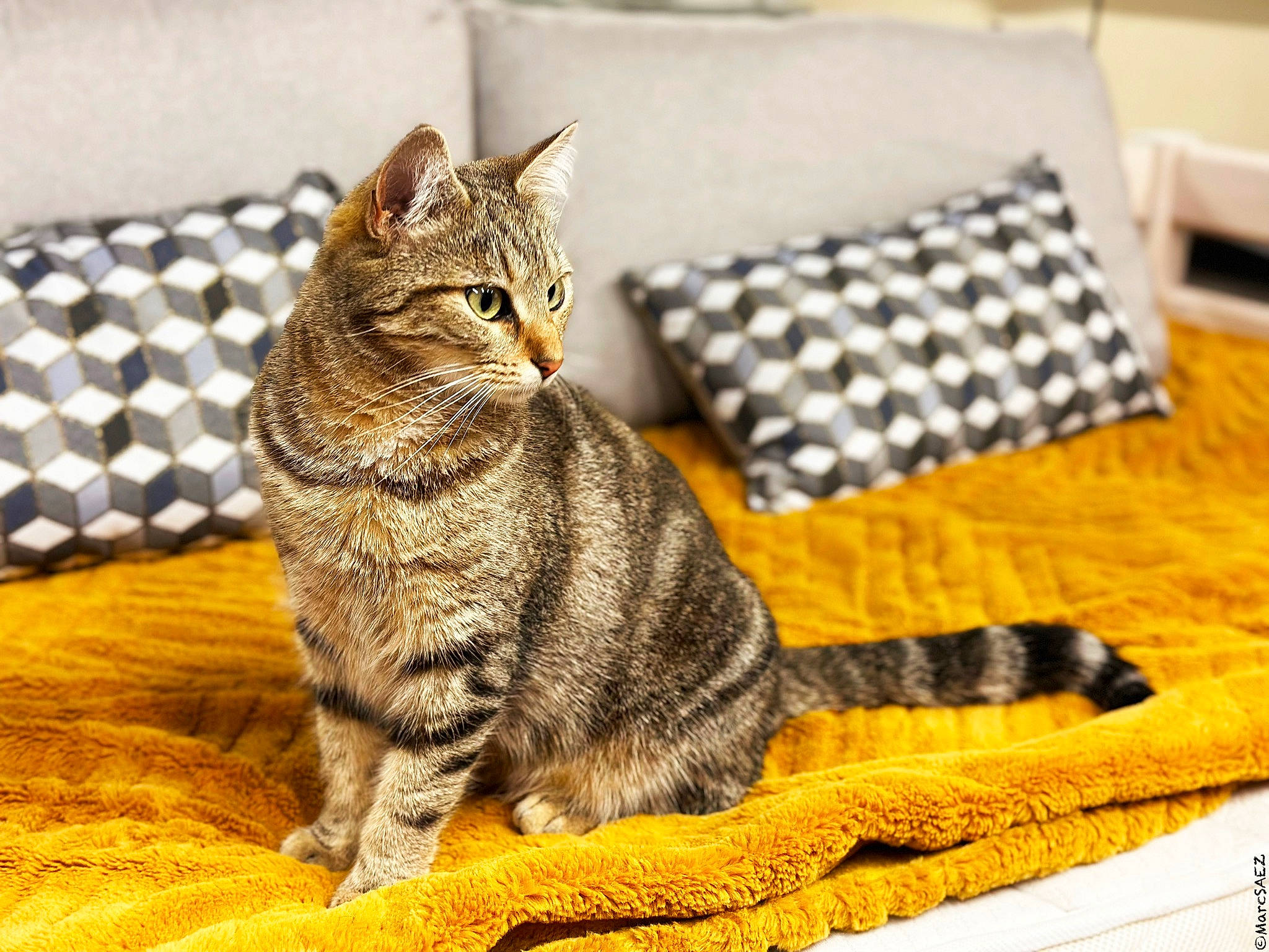 Misty participe au concours pour gagner de l'argent avec cette photo : carnivore, cat, claw, domestic_short_haired_cat, felidae, fur, paw, rectangle, small_to_medium_sized_cats, snout, tail, terrestrial_animal, whiskers, wood