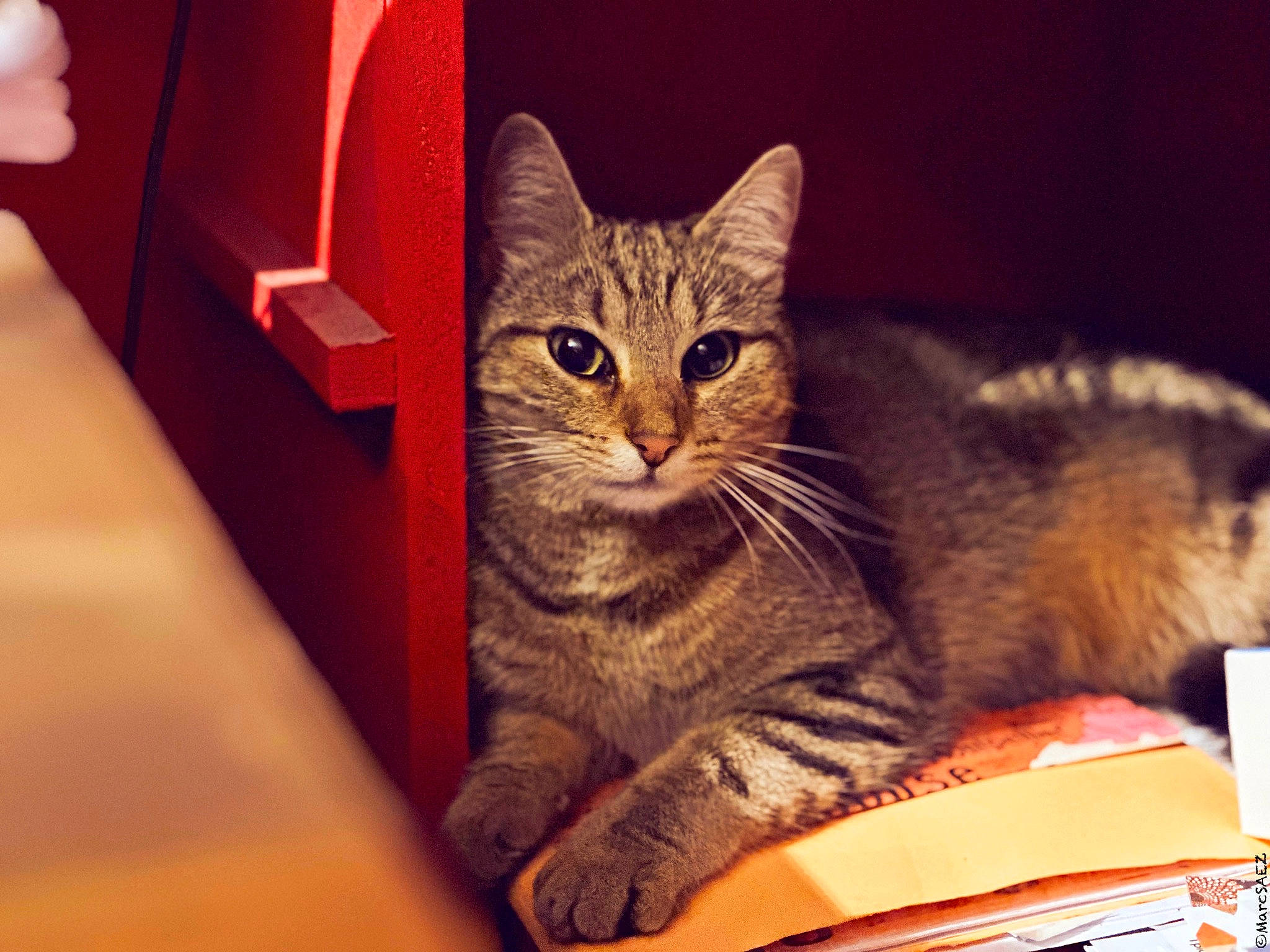 Misty a rejoint le concours — aidez-le/la à gagner de superbes lots ! box, carmine, carnivore, cat, cat_supply, comfort, domestic_short_haired_cat, felidae, fur, paw, sitting, small_to_medium_sized_cats, snout, tail, whiskers, window, wood