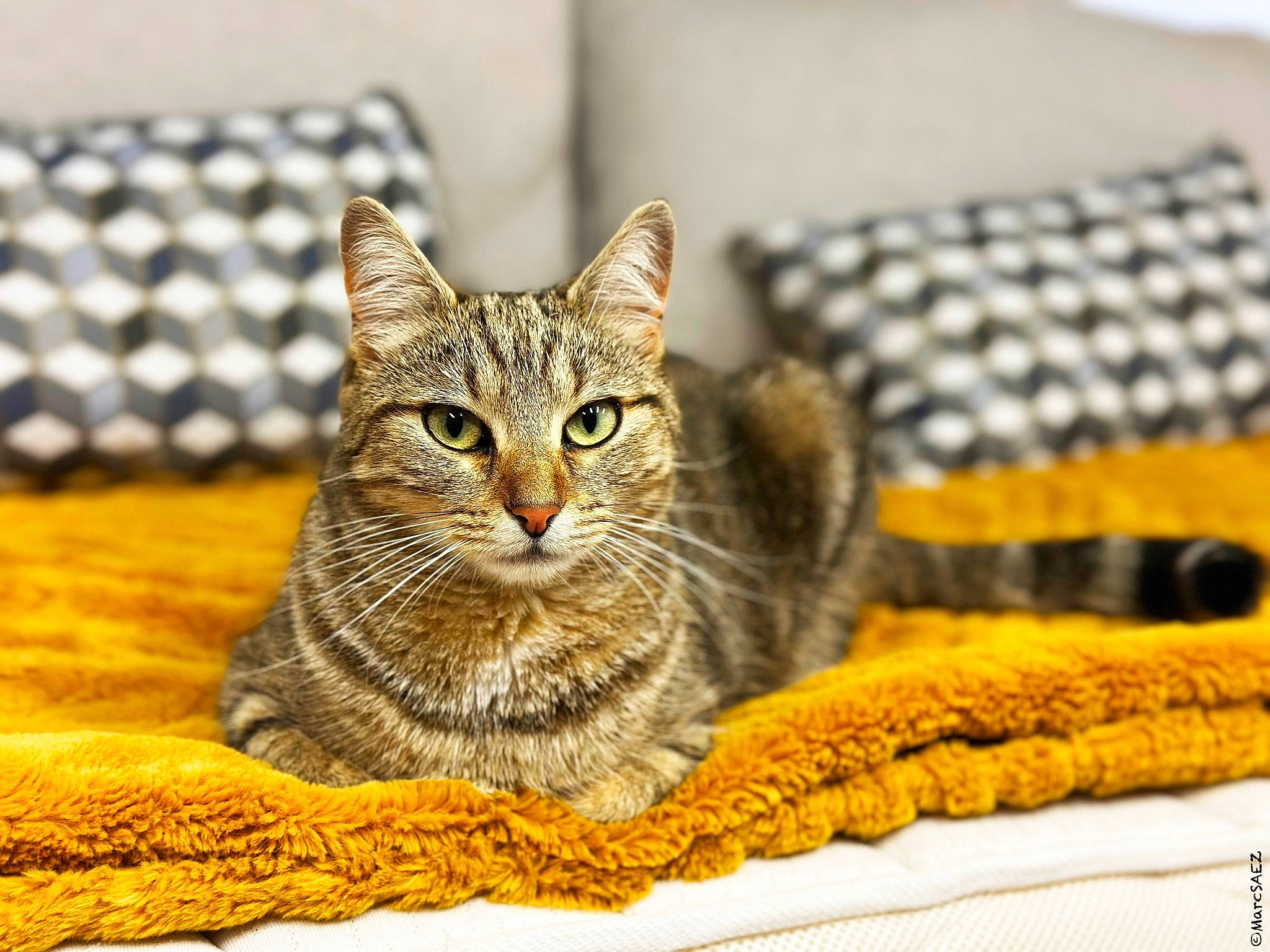 Misty participe au concours pour gagner de l'argent avec cette photo : art, carnivore, cat, cat_supply, domestic_short_haired_cat, eye, felidae, fur, pattern, rectangle, small_to_medium_sized_cats, snout, terrestrial_animal, tree, whiskers, wildlife