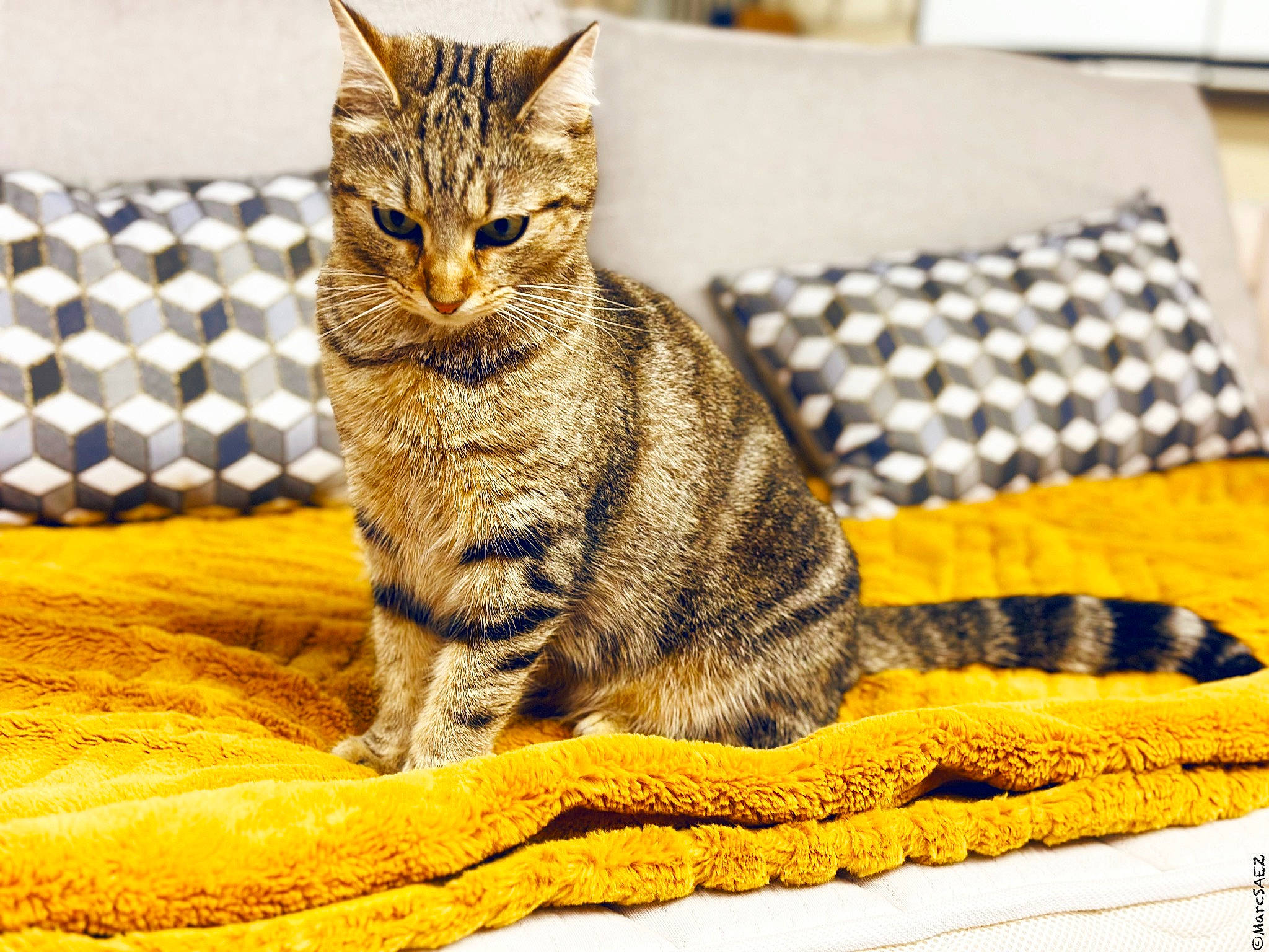 Misty participe au concours pour gagner de l'argent avec cette photo : carnivore, cat, claw, comfort, domestic_short_haired_cat, eye, felidae, fur, linens, pattern, paw, rectangle, sitting, small_to_medium_sized_cats, snout, tail, terrestrial_animal, whiskers, wildlife, yellow