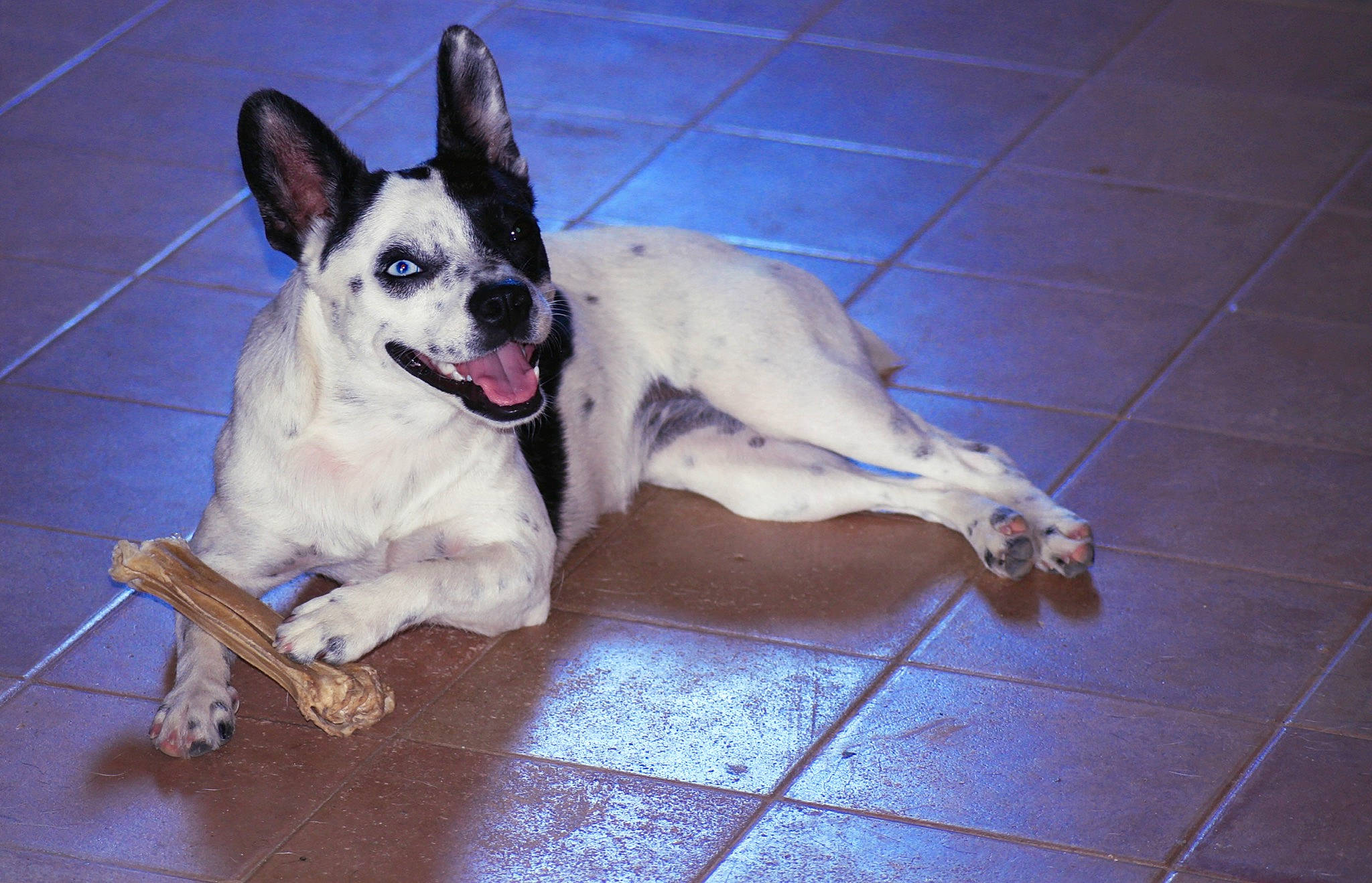 Djazz participe au concours pour gagner de l'argent avec cette photo : canidae, carmine, carnivore, collar, companion_dog, dog, dog_breed, dog_supply, door, fawn, floor, flooring, fur, paw, snout, sporting_group, tail, whiskers, wood, working_animal