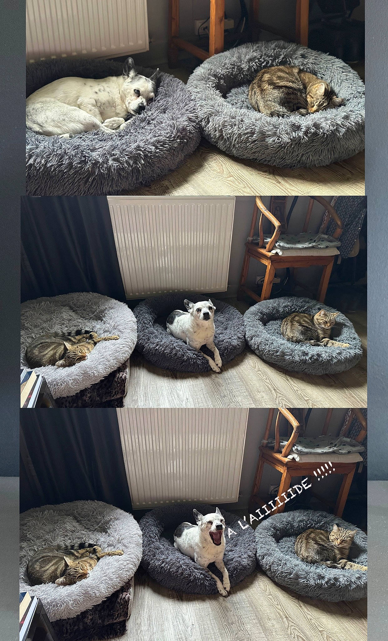 Djazz a rejoint le concours — aidez-le/la à gagner de superbes lots ! bag, black, carnivore, felidae, font, grey, interior_design, light, linens, organism, pattern, product, room, shoe, small_to_medium_sized_cats, stuffed_toy, textile, toy, white, wood