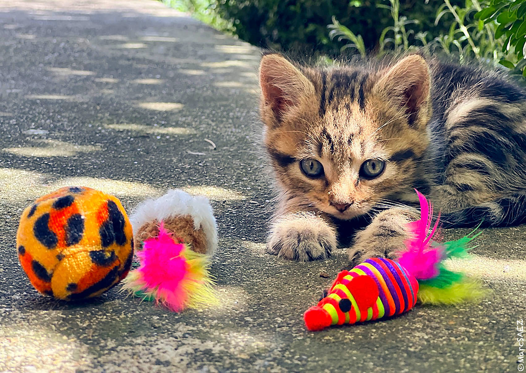 Casca participe au concours pour gagner de l'argent avec cette photo : asphalt, ball, carnivore, cat, domestic_short_haired_cat, felidae, flower, foot, fur, grass, mammal, paw, plant, road_surface, sidewalk, small_to_medium_sized_cats, snout, tail, terrestrial_animal, whiskers