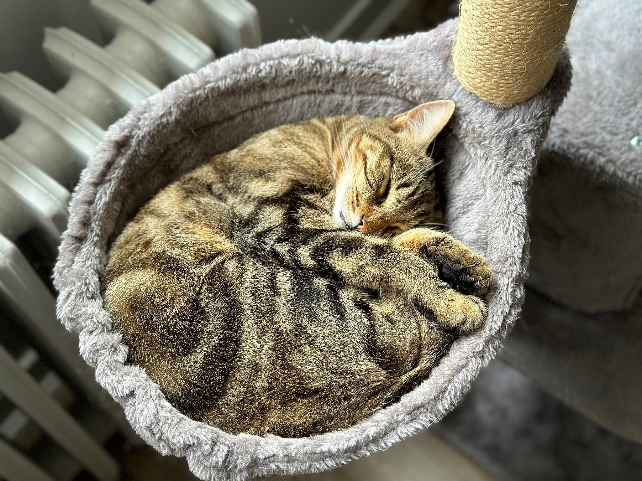 Casca a rejoint le concours — aidez-le/la à gagner de superbes lots ! carnivore, cat, cat_bed, cat_supply, close_up, domestic_short_haired_cat, felidae, fur, grey, natural_material, pattern, small_to_medium_sized_cats, snout, tail, terrestrial_animal, tree, trunk, whiskers, wildlife, wood