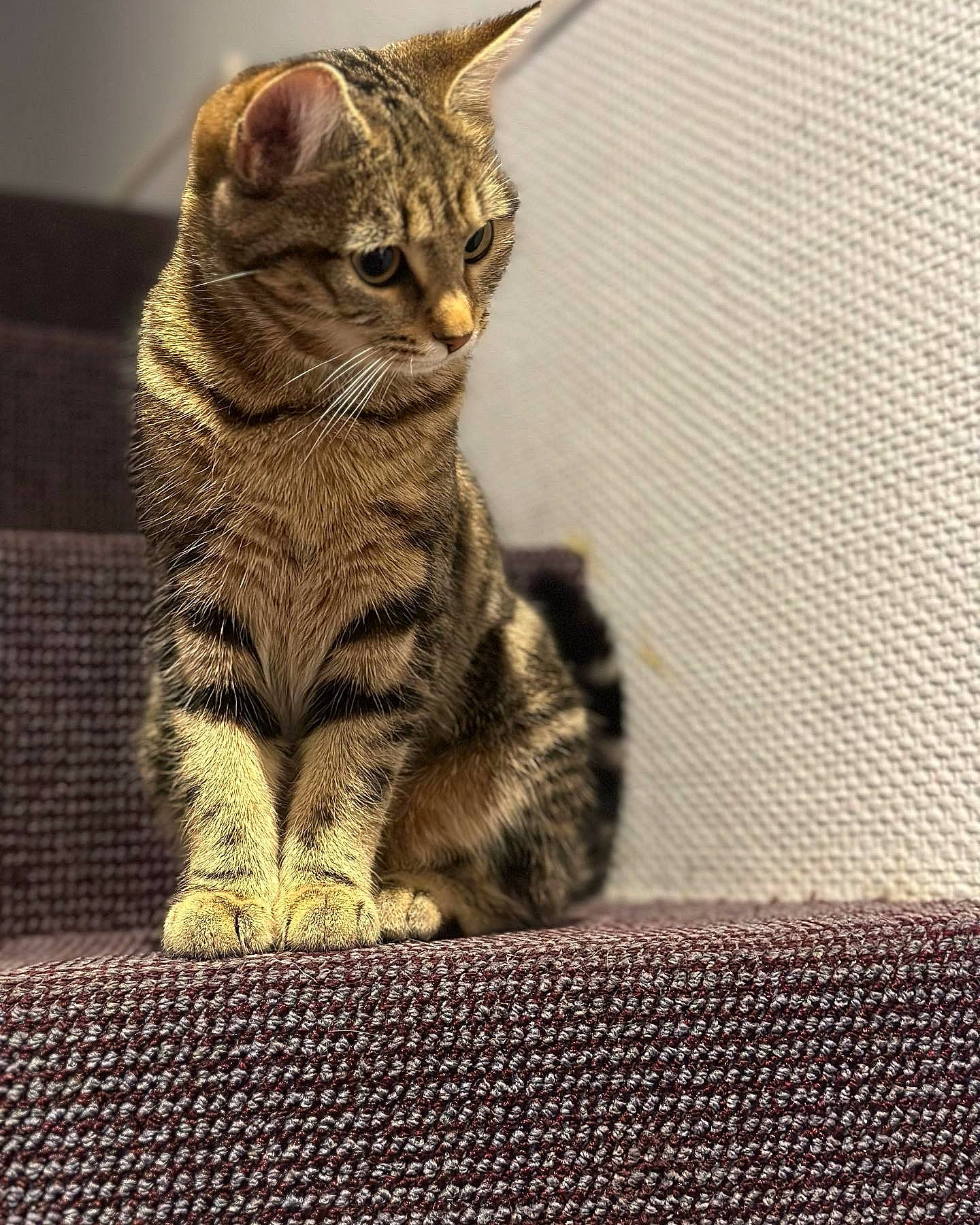 Casca participe au concours pour gagner de l'argent avec cette photo : art, carnivore, cat, claw, domestic_short_haired_cat, fawn, felidae, flooring, fur, gesture, paw, sitting, small_to_medium_sized_cats, snout, tail, terrestrial_animal, whiskers, wildlife, window, wood