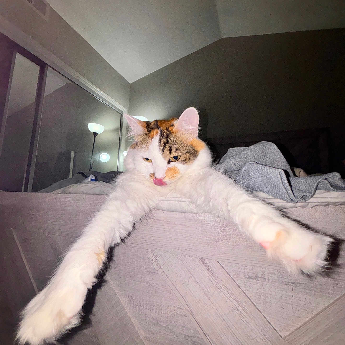 Diasy joined the competition — help win amazing prizes! bedroom, blanket, calico_cat, cat, cozy, cute, feline, fluffy, indoor, lamp, mirror, paw, pet, relaxed, resting, soft_lighting, stretching, tongue_out, whiskers, wooden_furniture
