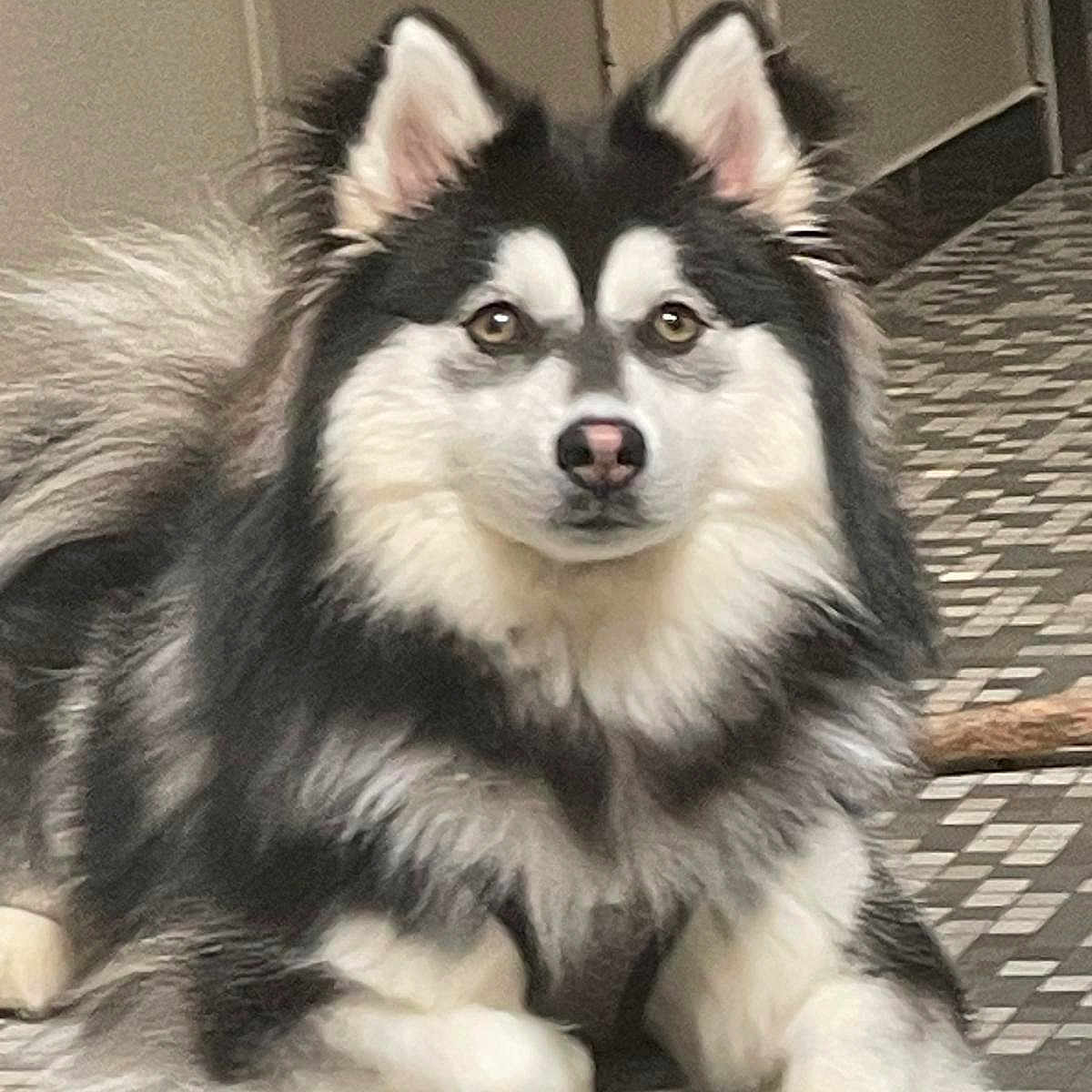 Viko