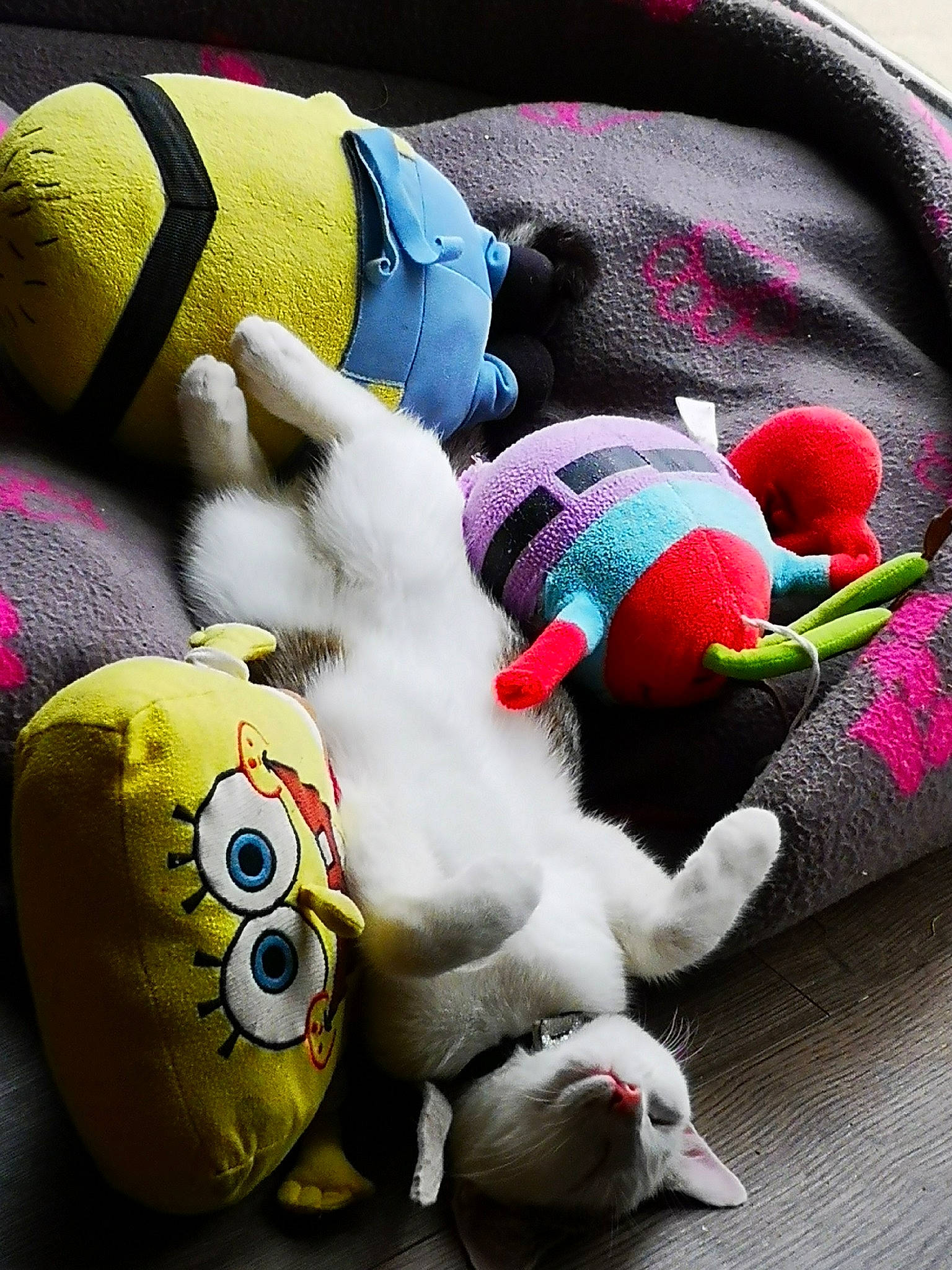 Gabi is registered to the contest to win money with this photo: nap, plush, stuffed_toy, teddy_bear, textile, toy, wool, yellow