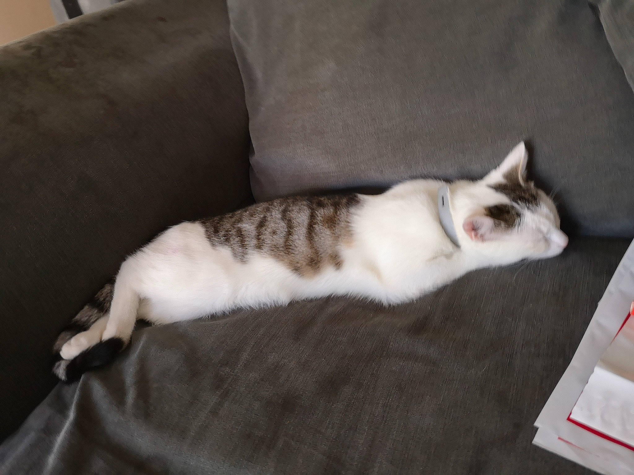 Gabi joined the competition — help win amazing prizes! aegean_cat, american_wirehair, asian, carnivore, cat, domestic_short_haired_cat, european_shorthair, fawn, felidae, mammal, small_to_medium_sized_cats, tail, whiskers