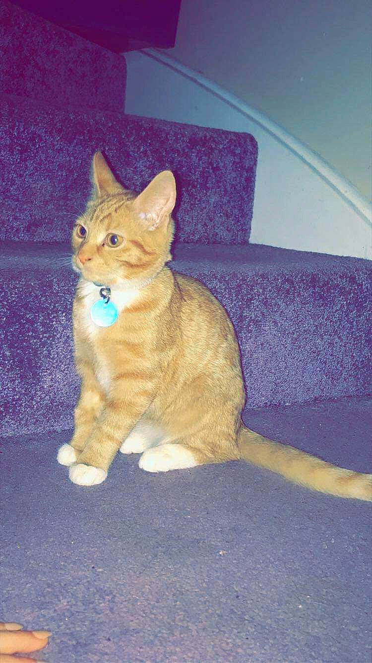 Gizzi is registered to the contest to win money with this photo: aegean_cat, arabian_mau, asian, carnivore, cat, chausie, domestic_short_haired_cat, european_shorthair, fawn, felidae, german_rex, kitten, mammal, ojos_azules, polydactyl_cat, small_to_medium_sized_cats, tabby_cat, tail, whiskers