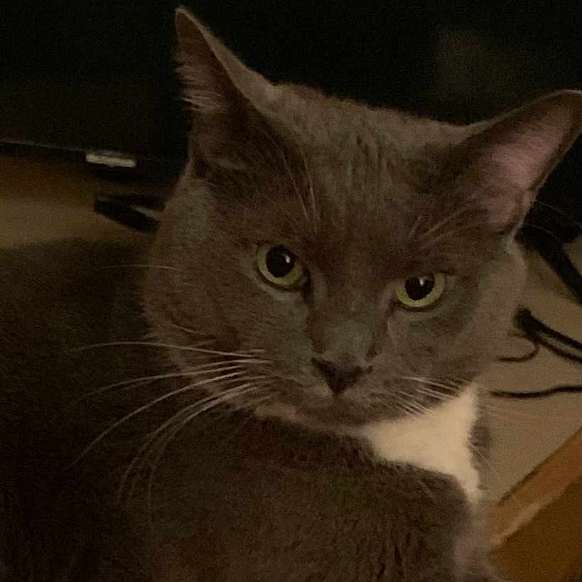 Ash