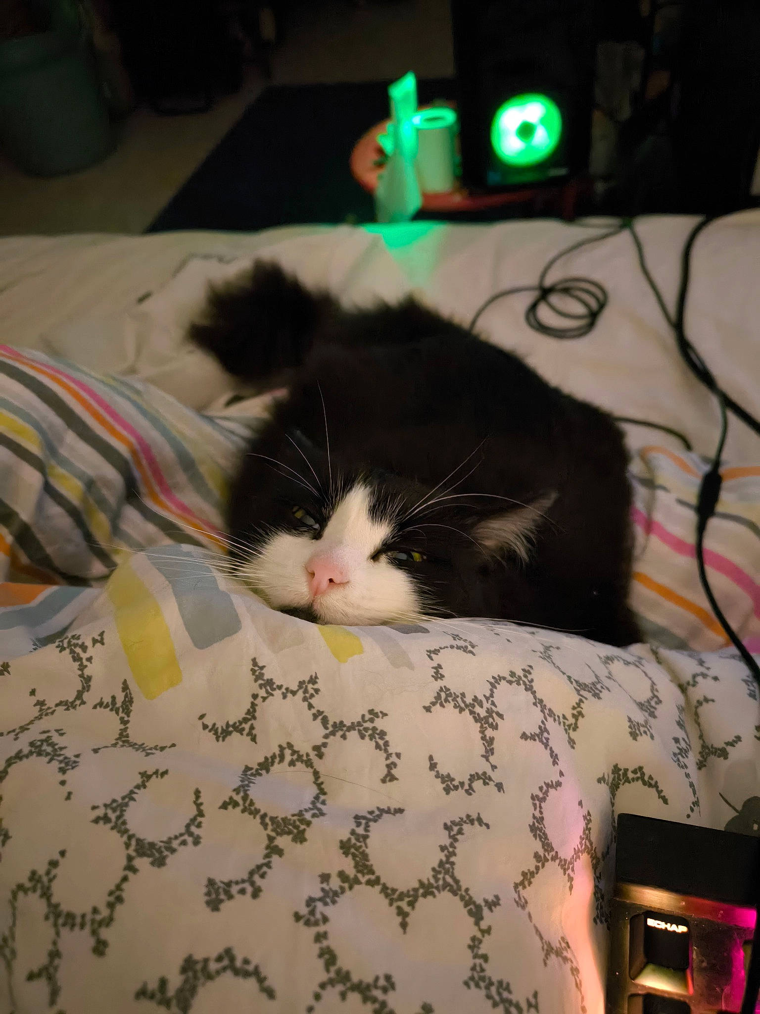 Guizmo participe au concours pour gagner de l'argent avec cette photo : bedding, carnivore, cat, comfort, domestic_short_haired_cat, felidae, flooring, fur, linens, pattern, paw, room, small_to_medium_sized_cats, tail, textile, whiskers, window, wire, wood