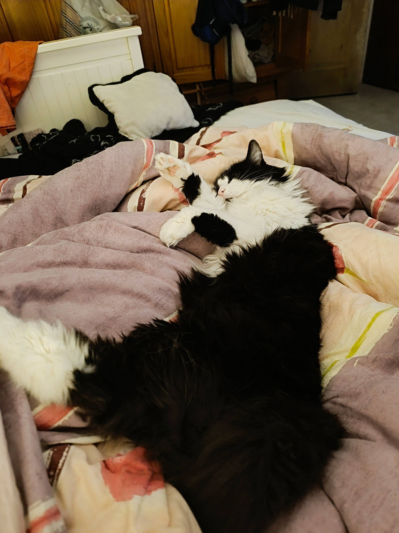 Guizmo participe au concours pour gagner de l'argent avec cette photo : bed, bed_sheet, bedding, bedroom, carnivore, cat, comfort, companion_dog, dog_breed, duvet, felidae, flooring, hardwood, linens, mammal, room, small_to_medium_sized_cats, tail, textile, whiskers